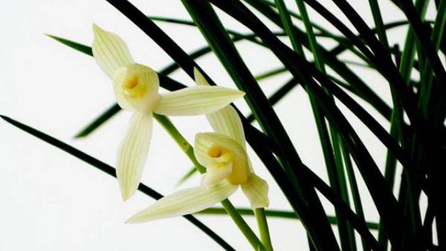 兰花为什么不开花 兰花为什么不开花