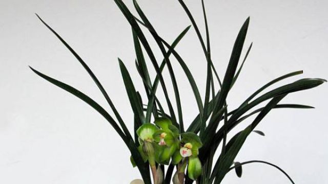 怎么让兰花多开花 怎么让兰花多开花