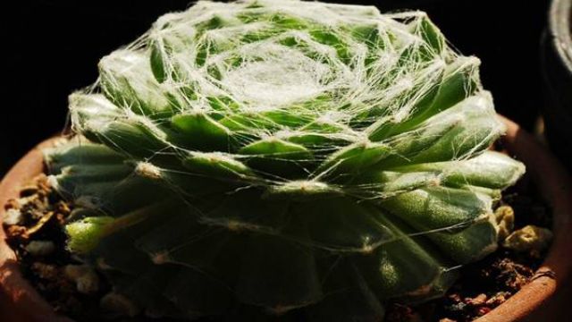 蛛丝卷绢四季养护方法 蛛丝卷绢四季养护方法