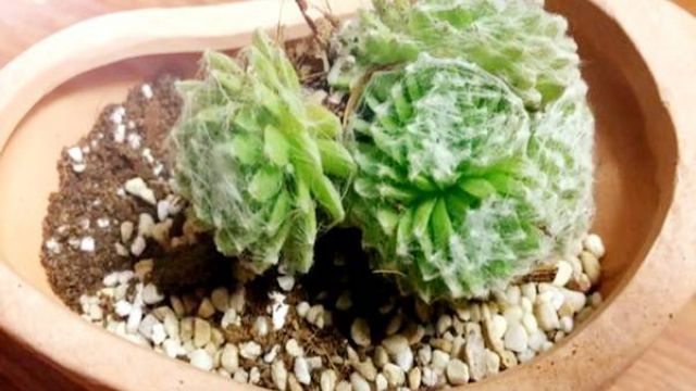 蛛丝卷绢养殖方法和注意事项 蛛丝卷绢养殖方法和注意事项
