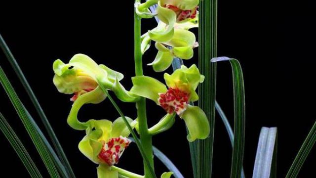 兰花常见虫害及防治方法 兰花常见虫害及防治方法