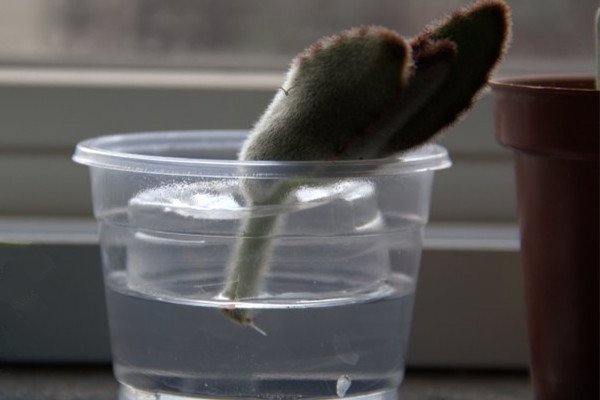 月兔耳的水培生根 月兔耳的水培生根