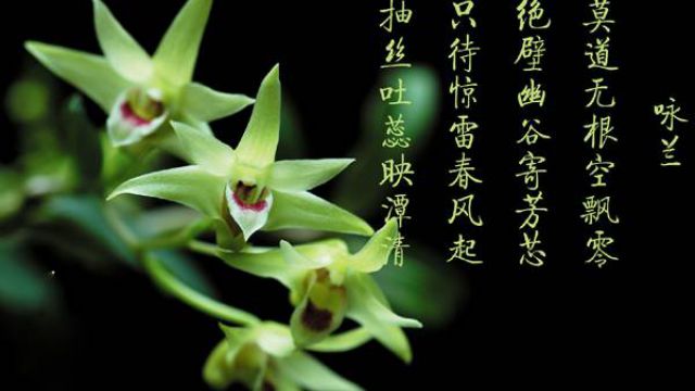 怎么欣赏兰花 怎么欣赏兰花