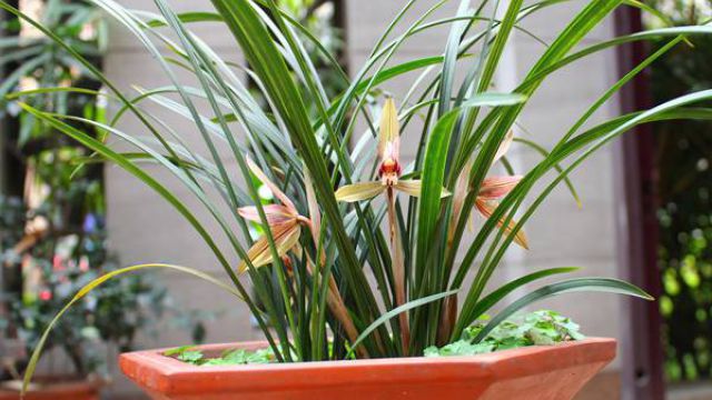 兰花怎么分盆栽种 兰花怎么分盆栽种