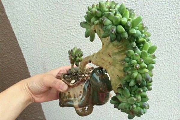 千代田之松缀化了怎么办 千代田之松缀化了怎么办