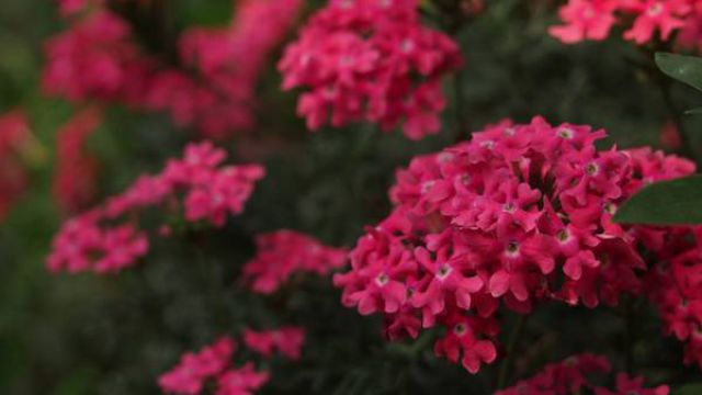 福禄考什么时候开花 福禄考什么时候开花