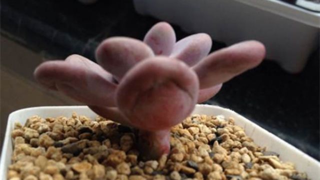 桃之卵叶片发皱长不肥怎么办 桃之卵叶片发皱长不肥怎么办