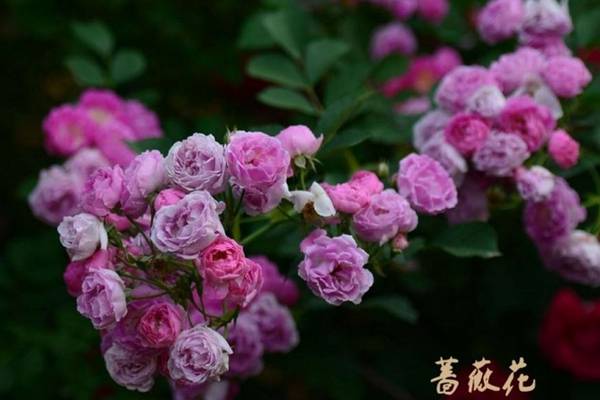 家庭种植蔷薇花有什么好处 家庭种植蔷薇花有什么好处