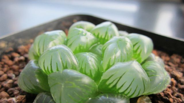 姬玉露的繁殖方法 姬玉露的繁殖方法