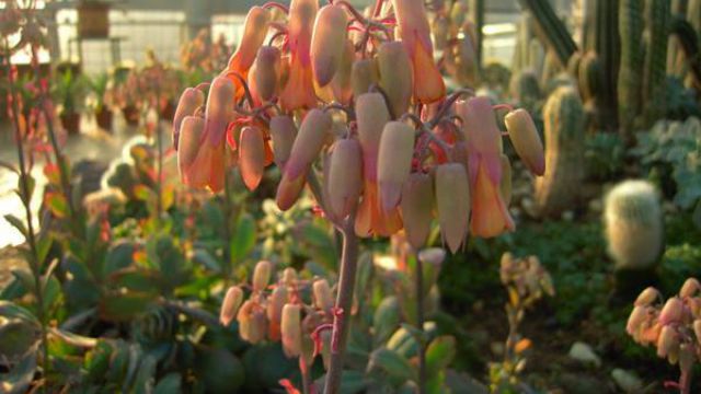 玉吊钟开花吗 玉吊钟开花吗