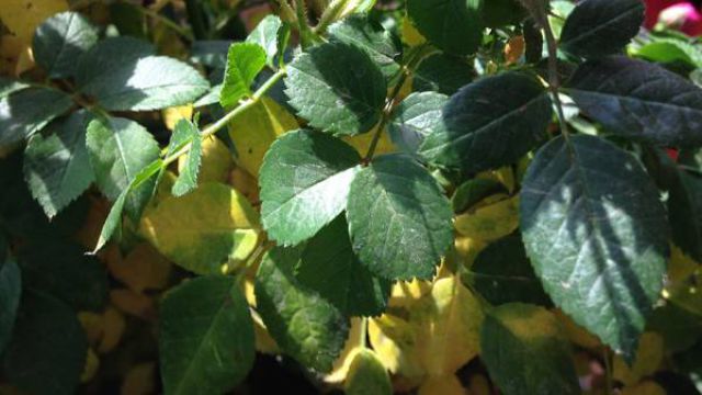 蔷薇花冬天掉叶子是怎么回事 蔷薇花冬天掉叶子是怎么回事