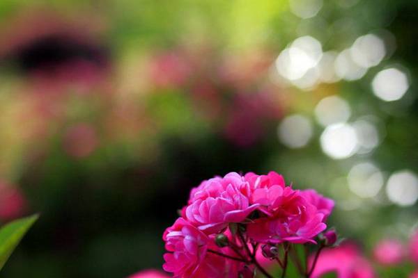蔷薇花能水培吗 蔷薇花能水培吗