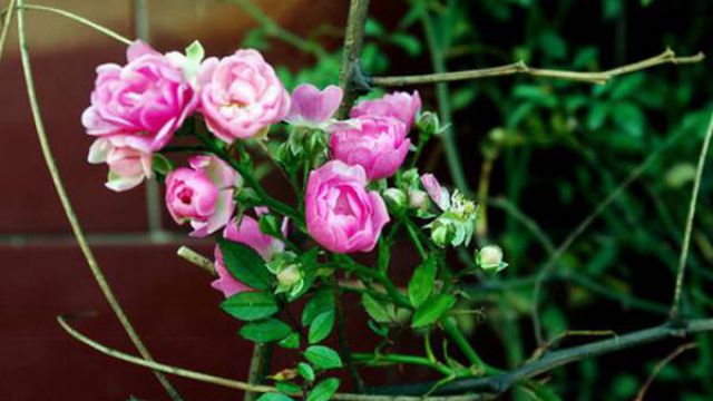 蔷薇花怎么浇水 蔷薇花怎么浇水