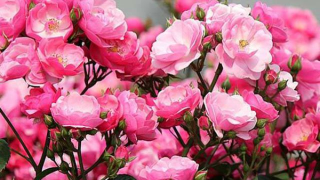 蔷薇花虫害及防治方法 蔷薇花虫害及防治方法