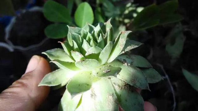 佛座莲长介壳虫了怎么办 佛座莲长介壳虫了怎么办