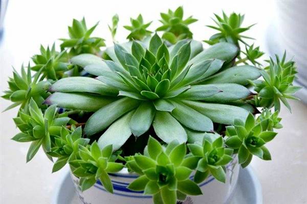 佛座莲的虫害及防治方法 佛座莲的虫害及防治方法