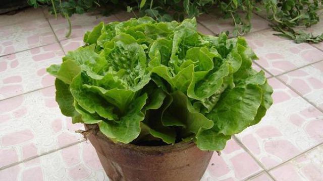 生菜种子怎么种 生菜种子怎么种