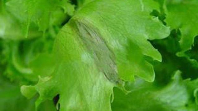 生菜常见病害及防治方法 生菜常见病害及防治方法
