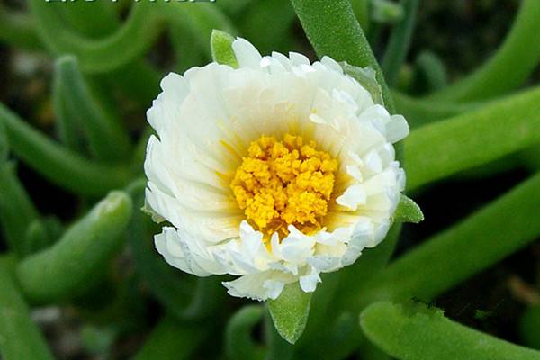 碧光环会开花吗 碧光环会开花吗