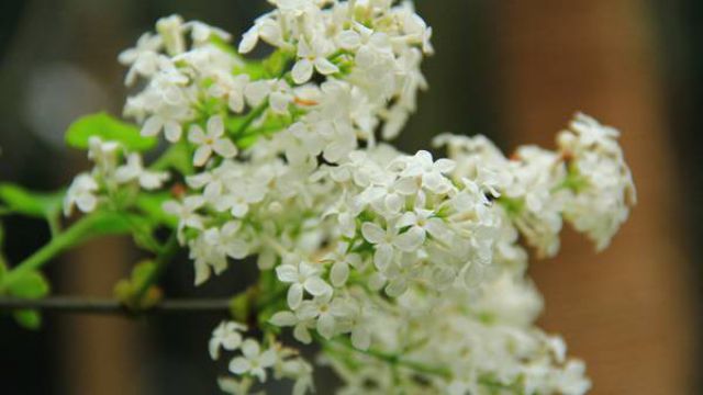 丁香的花语和传说是什么 丁香的花语和传说是什么