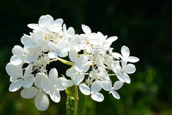 丁香虫害及防治方法 丁香虫害及防治方法