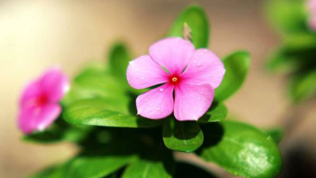 长春花冬天怎么养 长春花冬天怎么养