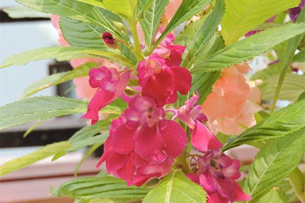 凤仙花常见虫害及防治方法 凤仙花常见虫害及防治方法