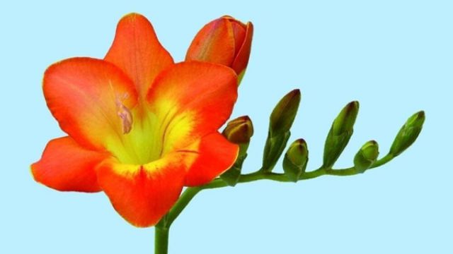 凤仙花需要每天浇水吗 凤仙花需要每天浇水吗