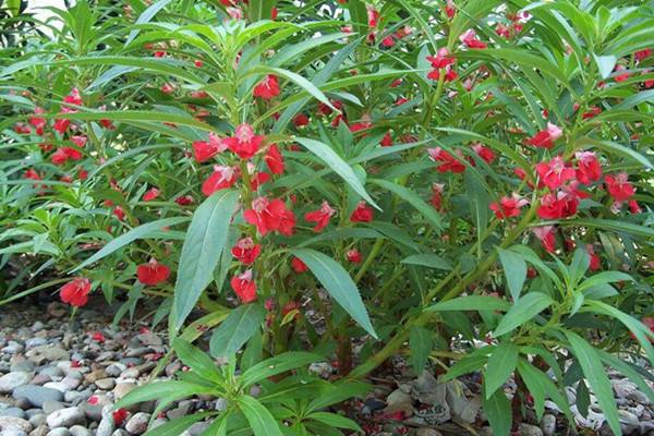 怎么给凤仙花施肥 怎么给凤仙花施肥
