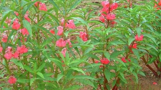 凤仙花苗徒长了怎么办 凤仙花苗徒长了怎么办