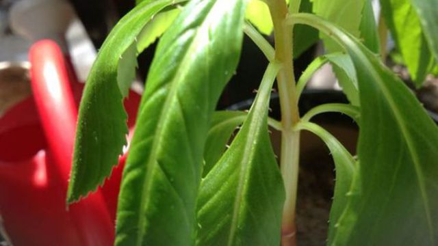凤仙花蔫了怎么办 凤仙花蔫了怎么办