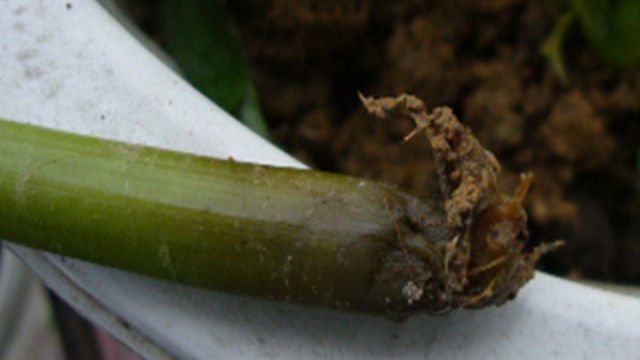 凤仙花烂根怎么办 凤仙花烂根怎么办