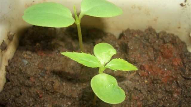凤仙花怎么换盆定植 凤仙花怎么换盆定植