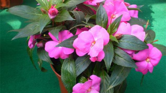 凤仙花有毒吗,孕妇能养吗 凤仙花有毒吗,孕妇能养吗