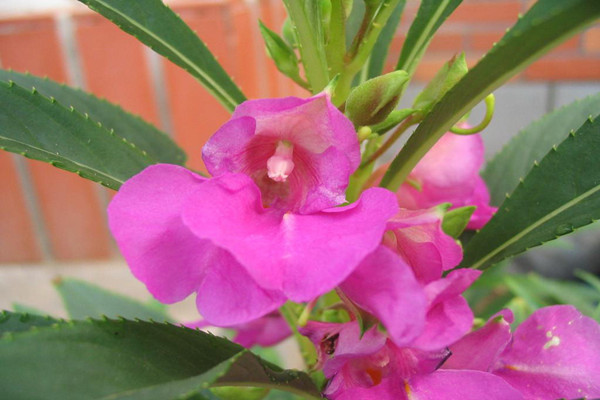 凤仙花品种赏析 凤仙花品种赏析