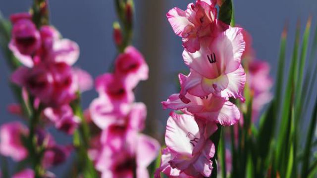 唐菖蒲(剑兰)的养殖方法和注意事项 唐菖蒲(剑兰)的养殖方法和注意事项