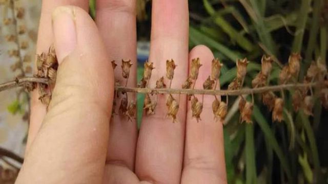 紫苏开花后怎么收集种子 紫苏开花后怎么收集种子