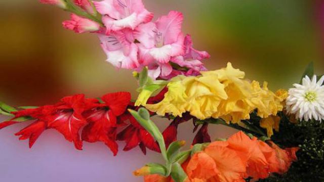 怎么让唐菖蒲四季开花 怎么让唐菖蒲四季开花
