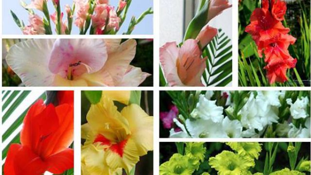 唐菖蒲(剑兰)品种大全 唐菖蒲(剑兰)品种大全