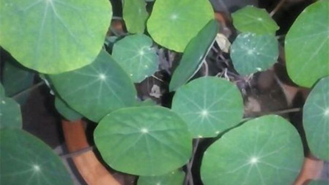旱金莲不开花怎么办 旱金莲不开花怎么办