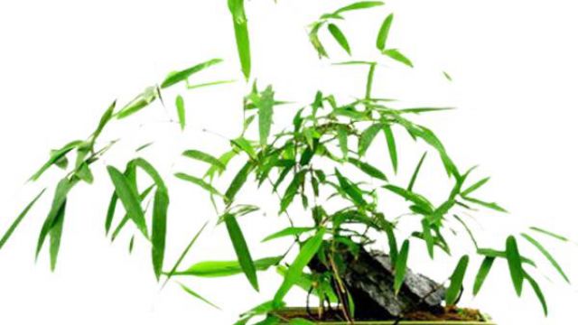 棕竹盆景的制作方法 棕竹盆景的制作方法