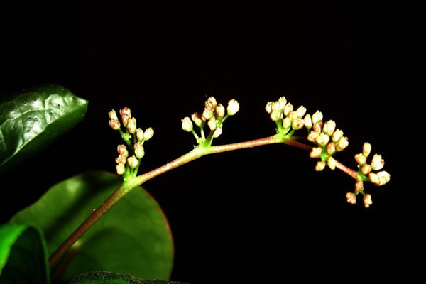 镜面草的花语是什么 镜面草的花语是什么