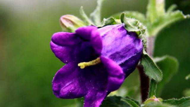 风铃草什么时候开花 风铃草什么时候开花