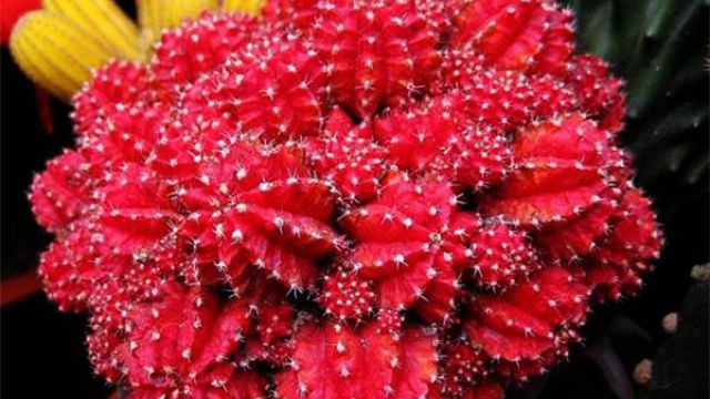 绯牡丹水肥管理方法 绯牡丹水肥管理方法