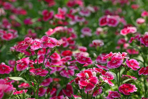 石竹各色花语大全 石竹各色花语大全