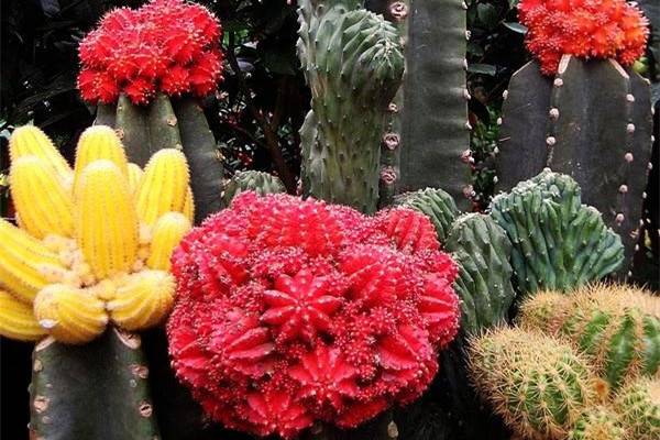 绯牡丹植株腐烂怎么办 绯牡丹植株腐烂怎么办
