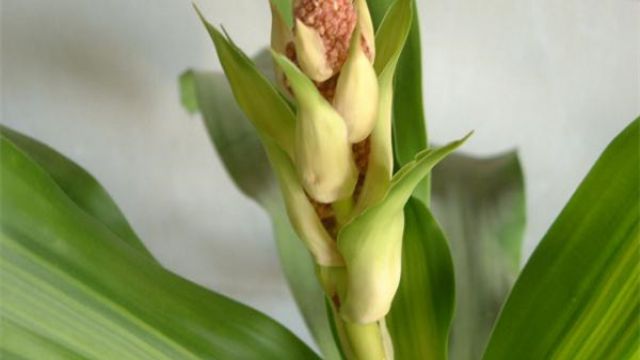 龙血树常见虫害及防治方法 龙血树常见虫害及防治方法