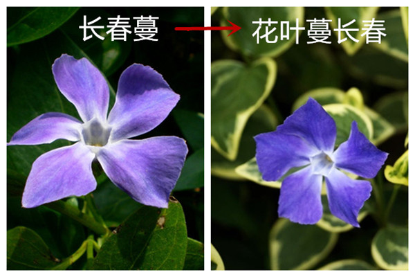 长春蔓的变异品种 长春蔓的变异品种