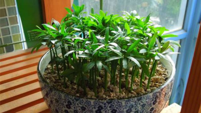 罗汉松有什么作用 罗汉松有什么作用