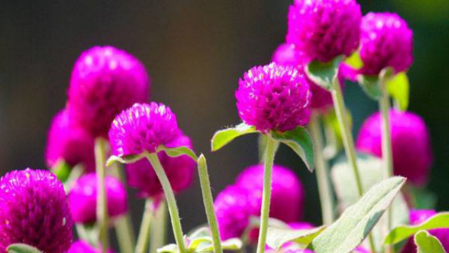 千日红的花语及传说 千日红的花语及传说
